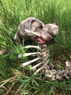 Pal and the Deer Carcass